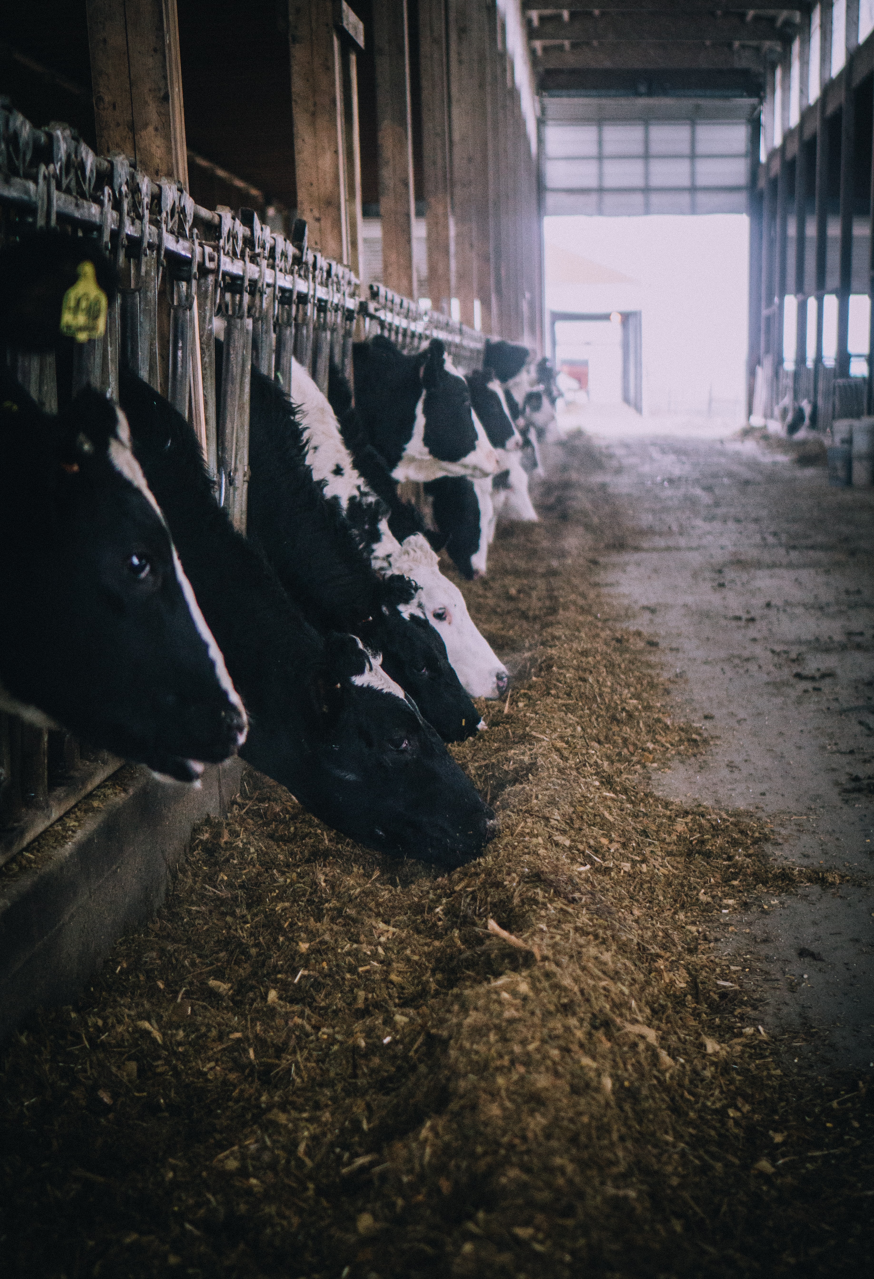 Why choose Corn Silage for cows feed?